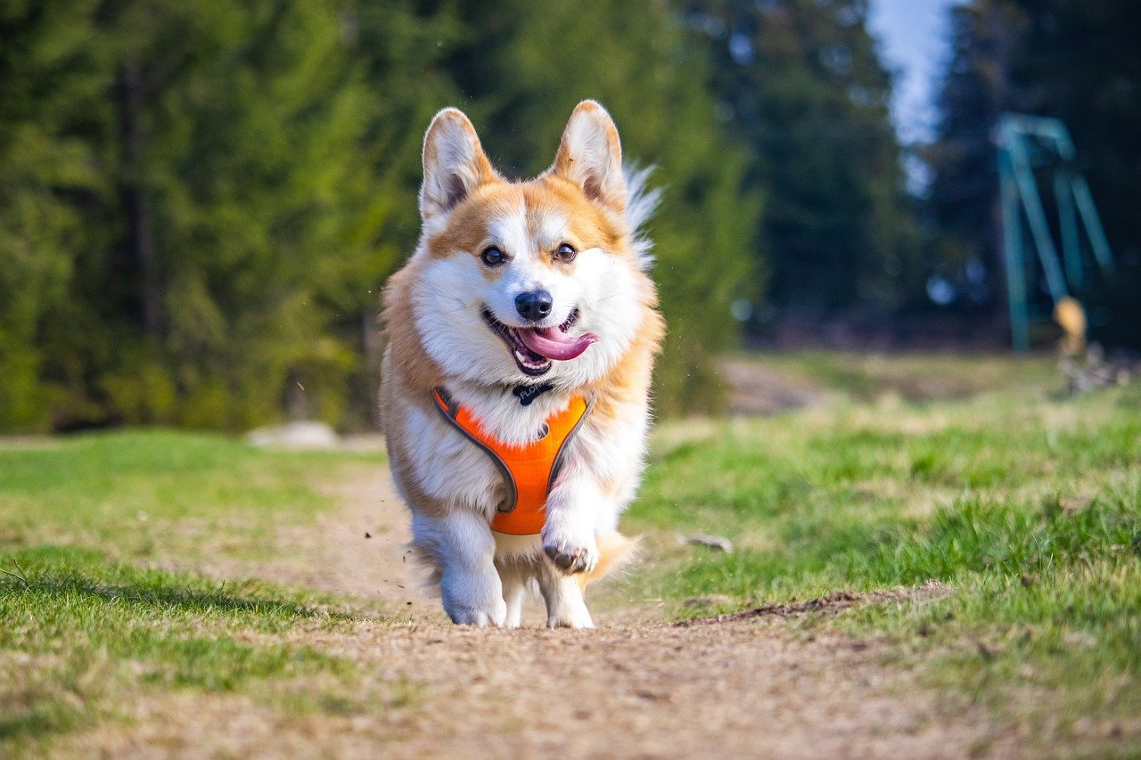 dog, laptop wallpaper, corgi-8008483.jpg