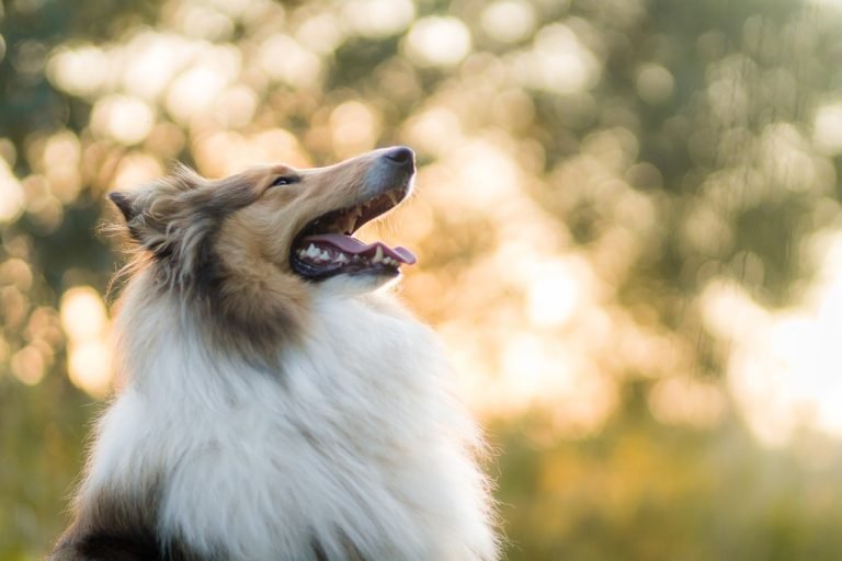 rough collie, dog, pet-5778136.jpg